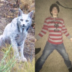 Cuando Muera Quiero Renacer Como Un Lince Ibérico Blanco