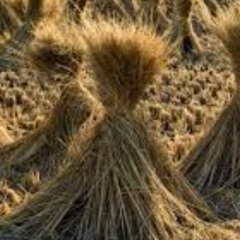 Mulching ground