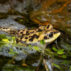 Rhinella arunco