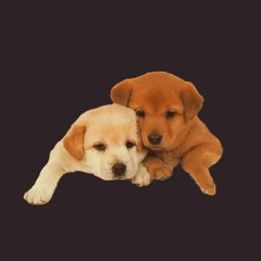 Finally Leaked!! Drake FOR ALL THE DOGS Album Leak Download Zip & Mp3!