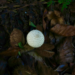 Oasis (Original Mix)