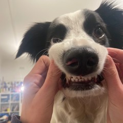 002 SECTION 8 ⋅⋆☆⋅⋆⭑⚝✮⋆✩