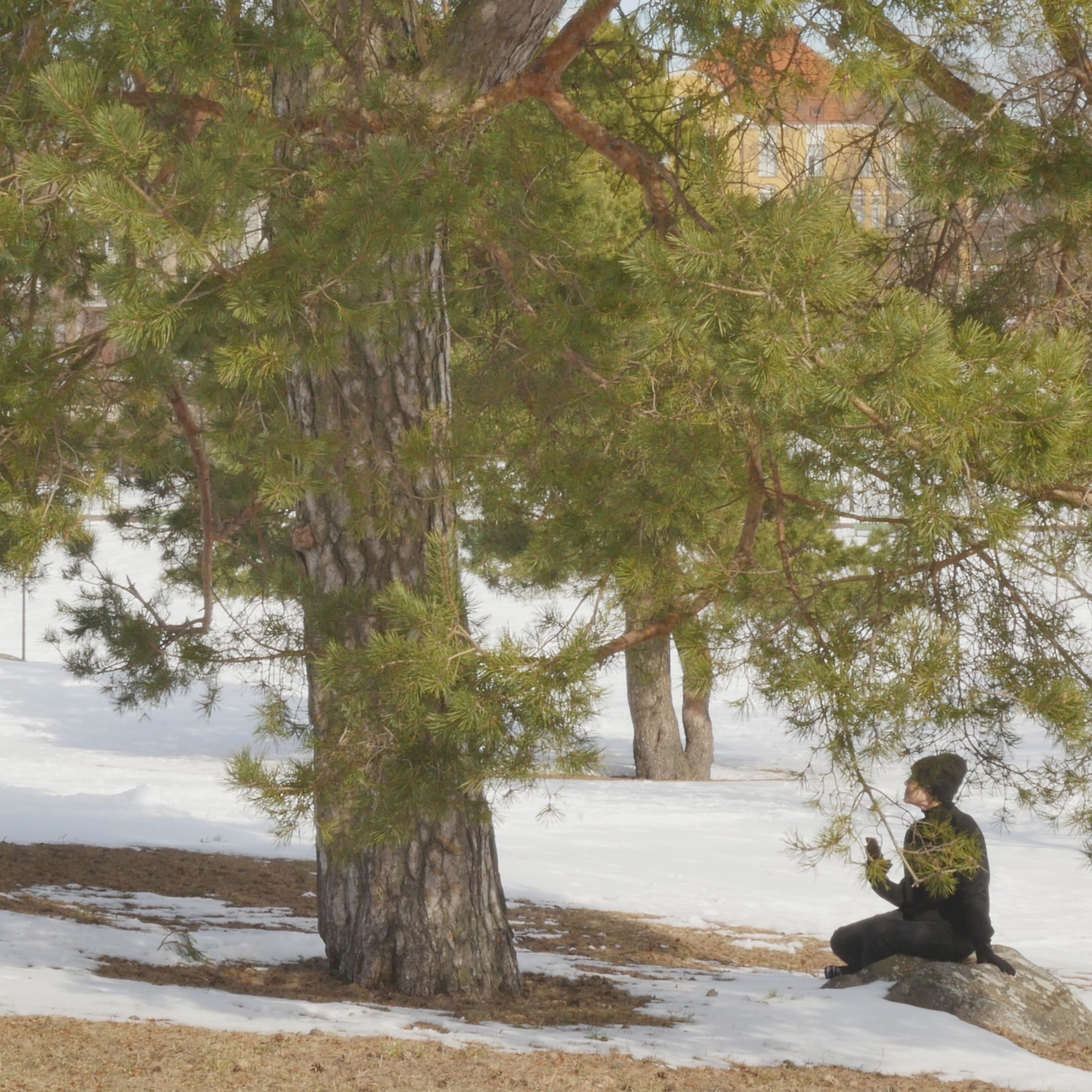 Pondering With A Pine In The Park - 6 episode artwork