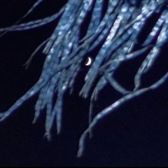 christmas, new years