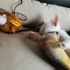 【Doberman】Wanyai แว่นใหญ่ - หัวหิน | Huahin Loop (Re-Arrange)