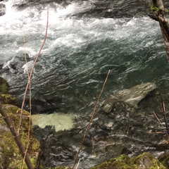 Wierd Fishes/Arpeggi