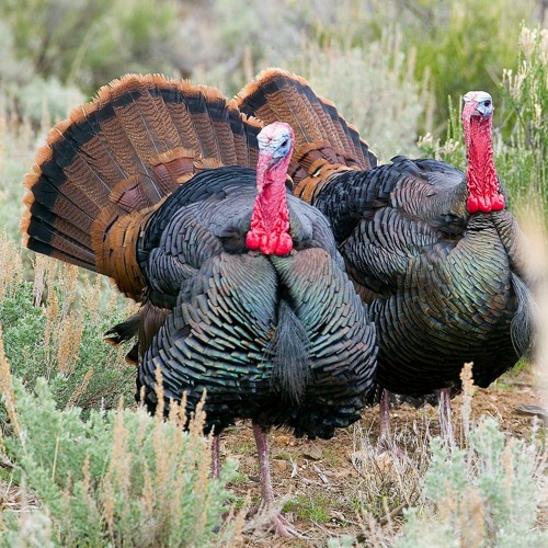 Stream Snoods And Wattles - Turkeys In Nevada by The Nevada Department ...