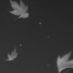 Embers