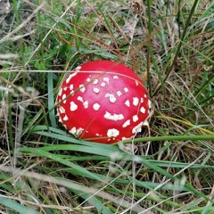 Amanita