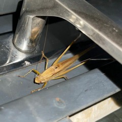 memorias de um domingo antagônico