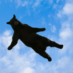 HIGH