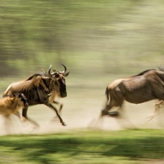 Run For Your Life