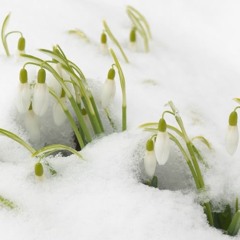 sylincr-  jr bacon burger