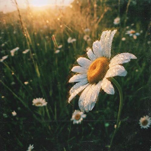 Crizzyy | made on the Rapchat app (prod. by emocontrol)