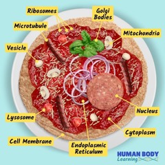 the insane biology of pizza (music. mreguest)