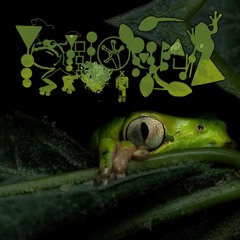 Killaz In The Night (Hyla intermedia)