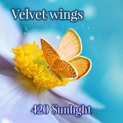 Velvet wings