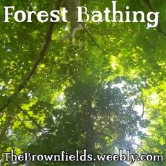 Forest Bathing