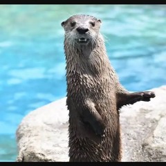 Loutre qui Danse (pas finis)