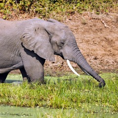 Elephant in the wild