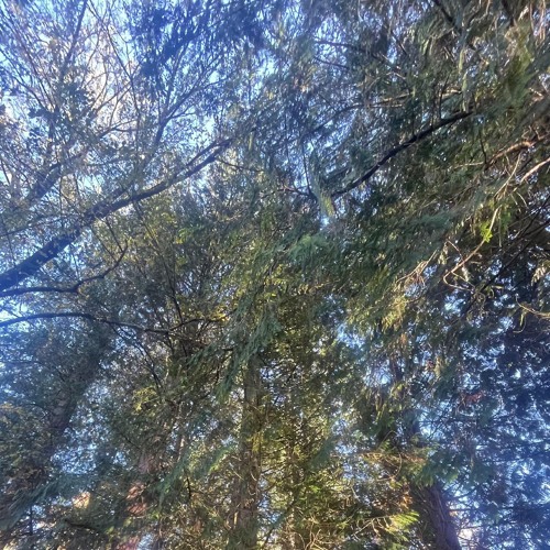 Forest Camp Making a Stand poem Music _1.m4a