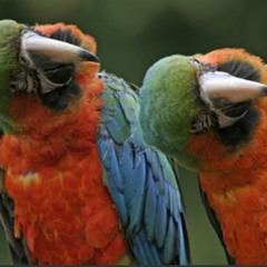 S Agapo (Ahmed&LovvariJam)