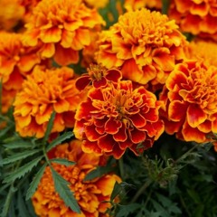 Marigold (Produced By Urban Nerd)