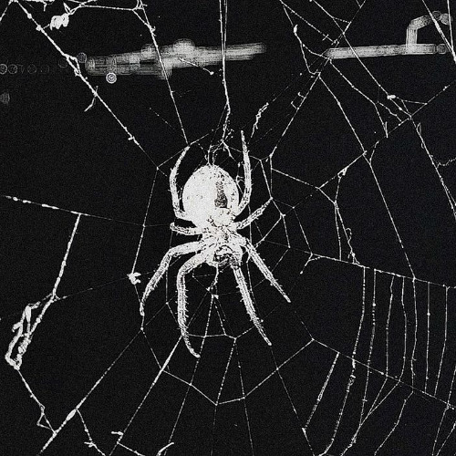 spider bae