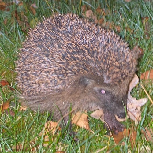 Random Set 006 - Entlauber