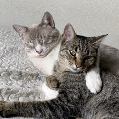 Sweet child o’ mine - Guns n’ Roses