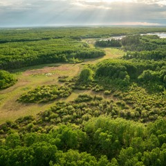 Forest Birds -- Prince Albert National Park, Saskatchewan, Canada