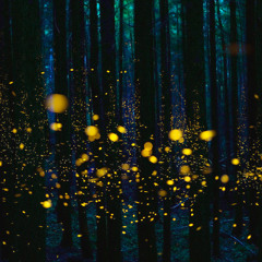Forest Call