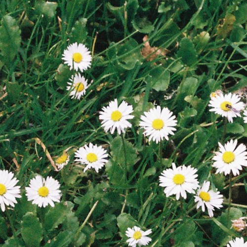 yellowdress (w/ femdot. & A$AP Rocky) (prod. @_colinwhite_)