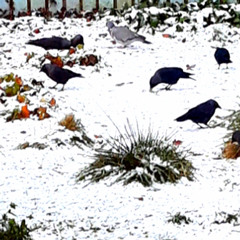 The Doo 'n' the Daw  With Garddwr Porffor