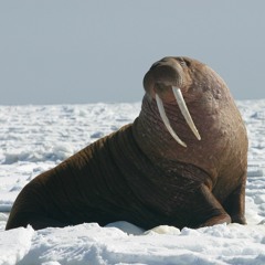 What Walrus?
