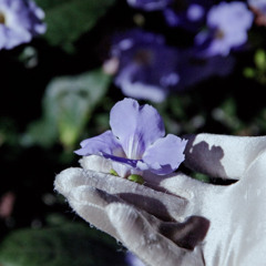 Jacaranda (feat. Verona)