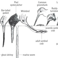 diamonds on my cock Prod @cylis