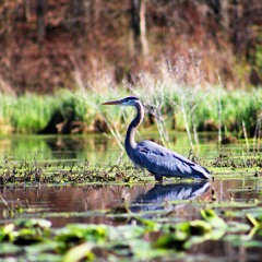 When city rivers get wild