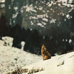 EPISODE #588 WINTER SOULSTICENESS (for Field Meridians Observer )