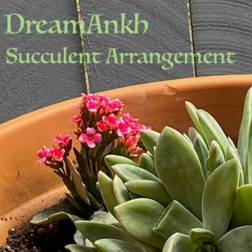 Succulent Arrangement
