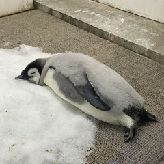 Mr Pingouin (ft Boby)