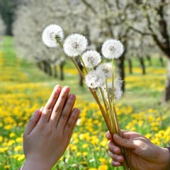 Minh Hằng | Tương Tức - Freedom of the heart  | Thiền ca Làng Mai