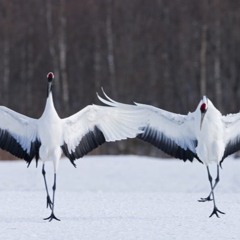 La Danse de la Gru Japonaise