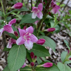 Skinny love - bon iver (cover)