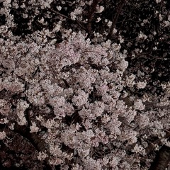 Blossom (feat. 차은, 하늘) (Prod.nmore0131)