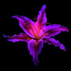 Juro que me quedo (Sheka)