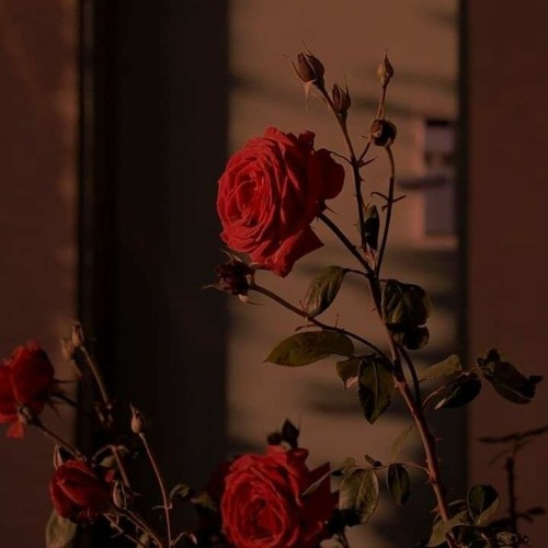 Yêu Người Đến Sau - Thành Đạt  (Thái Học Cover)