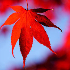 Autumn Lullaby
