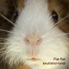 Flat Rat