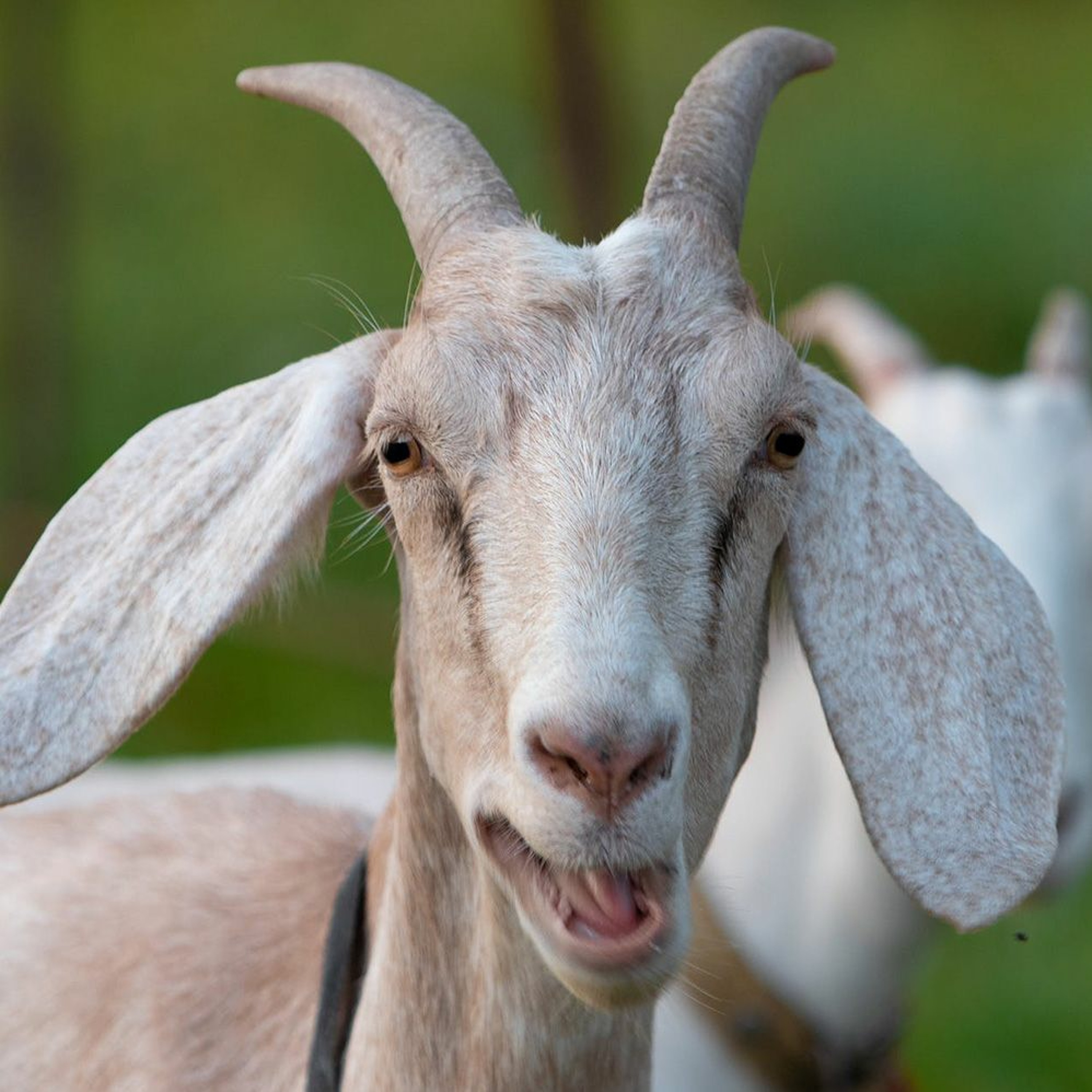 Podquisition 474: Horny Goat Jokes
